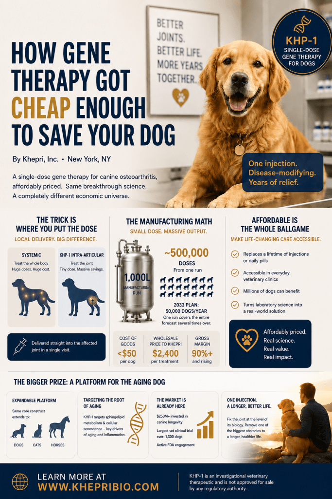 Infographic on gene therapy for dogs, highlighting KHP-1 treatment for osteoarthritis, featuring a golden retriever, key points on affordability, dosing, and benefits.