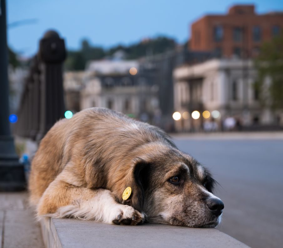 A dog resting its head on a stone ledge, looking contemplative, with a cityscape in the background during twilight.